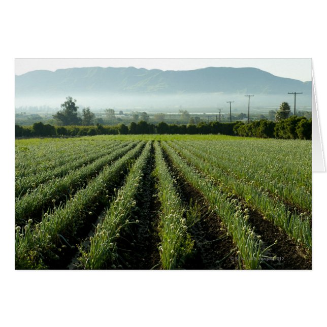 Onions growing in field (Front Horizontal)