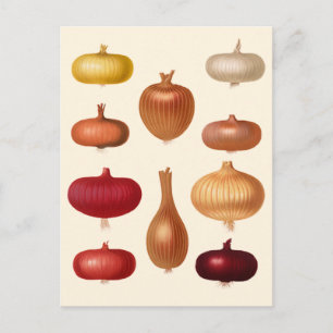 Onions Postcard
