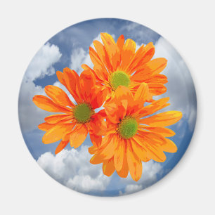 Only 3 Gerbera Daisy Blossoms + your text & ideas Magnet