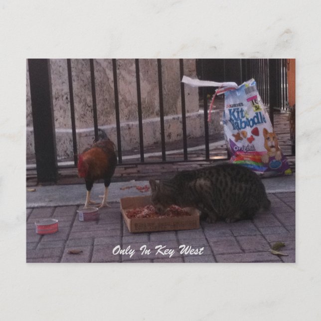 "Only In Key West" cat & Rooster Postcard (Front)