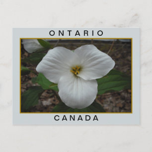 Ontario, Canada Trillium Postcard