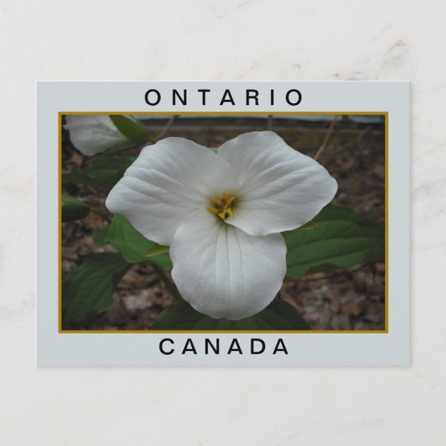 Ontario, Canada Trillium Postcard (Front)