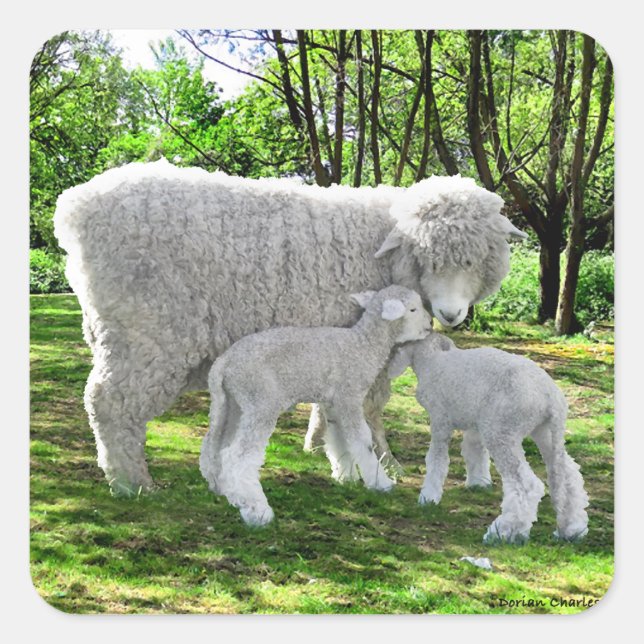 "Oona & Her Twins"  Square Sticker (Front)