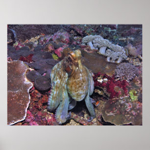 Oozing Octopus Poster