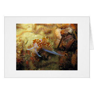 Opalescent Nudibranch
