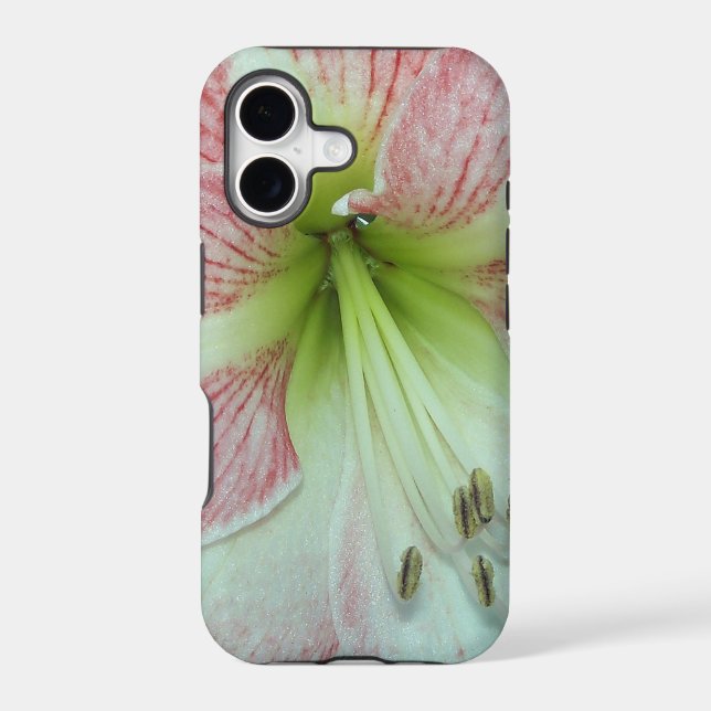 Open Amaryllis Apple Blossom (Back)