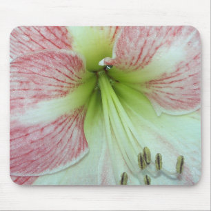 Open Amaryllis Apple Blossom Mouse Pad