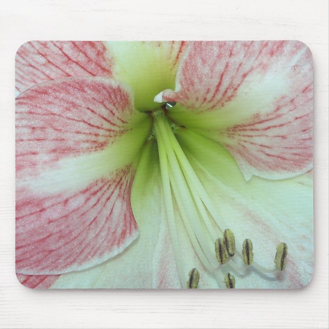 Open Amaryllis Apple Blossom Mouse Pad (Front)
