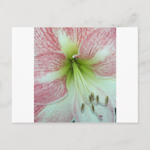 Open Amaryllis Apple Blossom Postcard