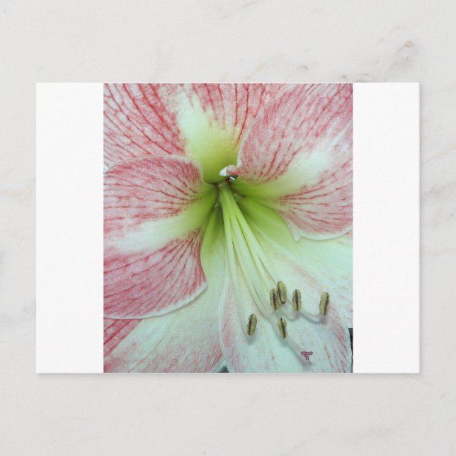 Open Amaryllis Apple Blossom Postcard (Front)