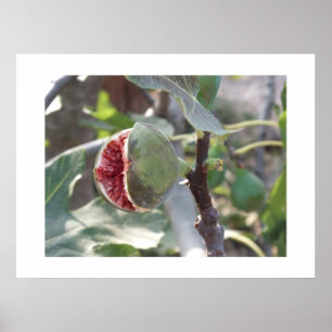 Open fig on tree in Spain Poster