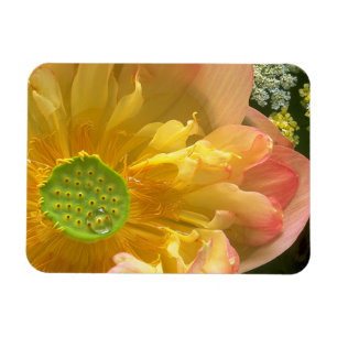 Open Lotus Magnet