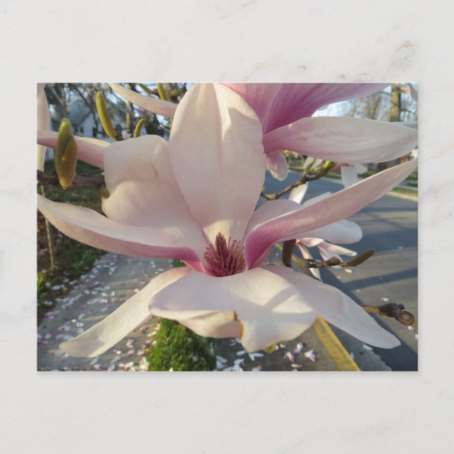 Open Magnolia Postcard (Front)
