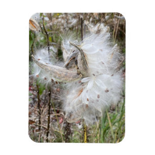 Open Milkweed Pods   Seeds with Silk   Flexible Magnet