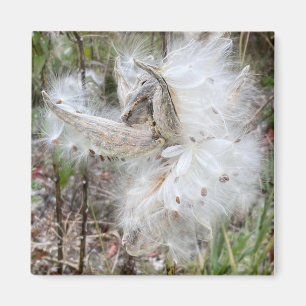 Open Milkweed Pods Seeds with Silk Magnet