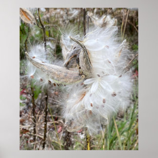 Open Milkweed Pods | Seeds with Silk | Poster