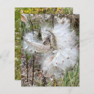 Open Milkweed Pods   Seeds with Silk   Scrapbook 