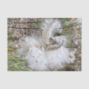 Open Milkweed Pods Seeds with Silk Tissue Paper