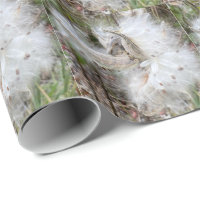 Open Milkweed Pods | Seeds with Silk |