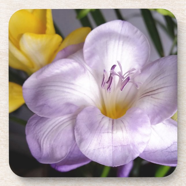 open violet freesia coaster (Front)