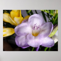 open violet freesia
