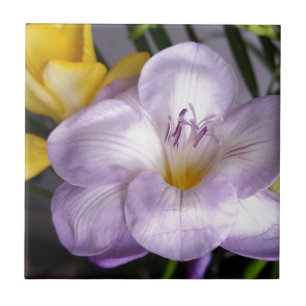 open violet freesia tile