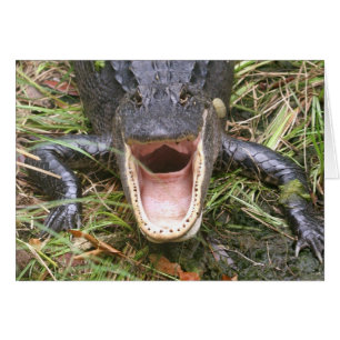 Open Wide! Florida Alligator
