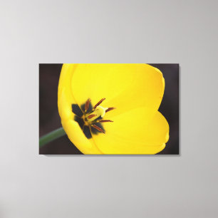 Open Yellow Tulip Wrapped Canvas