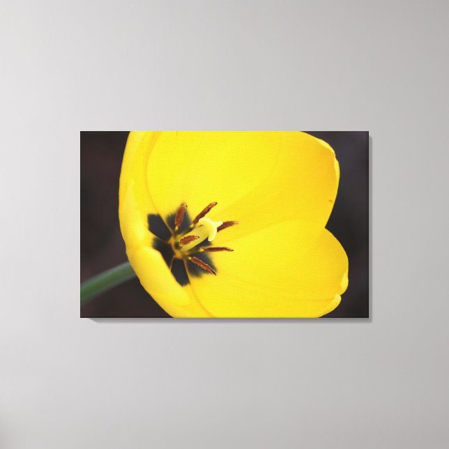 Open Yellow Tulip Wrapped Canvas (Front)