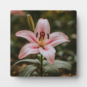 Opened Pink Lily Plaque