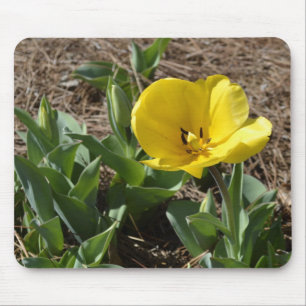Opened Yellow Daffodil Mouse Pad