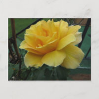 Opened Yellow Rose