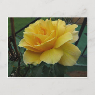 Opened Yellow Rose Postcard