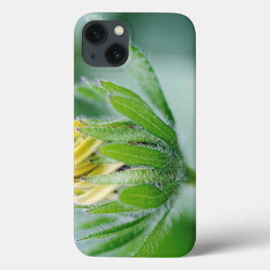 Opening Flower Of Cone Flower iPhone 13 Case