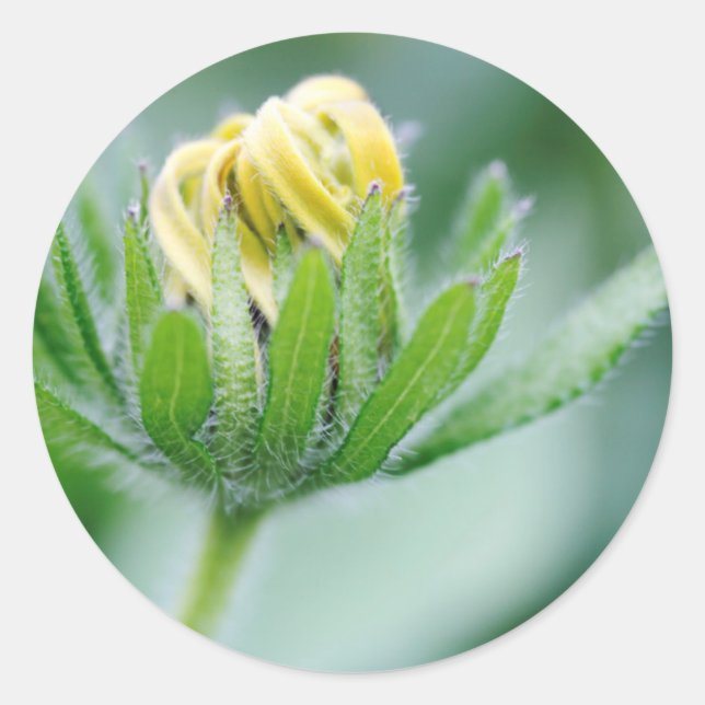 Opening Flower Of Cone Flower Classic Round Sticker (Front)