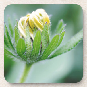 Opening Flower Of Cone Flower Coaster