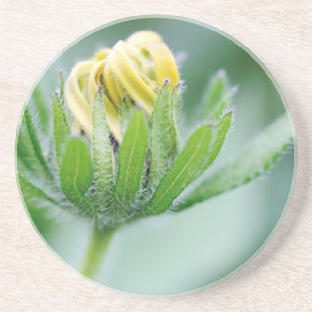 Opening Flower Of Cone Flower Coaster (Front)