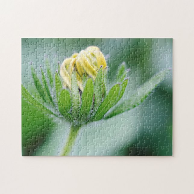 Opening Flower Of Cone Flower Jigsaw Puzzle (Horizontal)