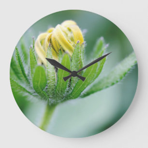Opening Flower Of Cone Flower Large Clock
