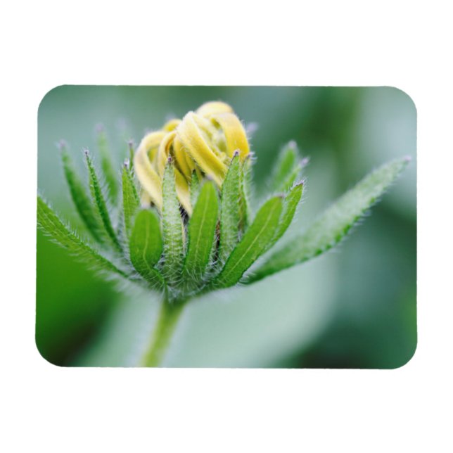 Opening Flower Of Cone Flower Magnet (Horizontal)