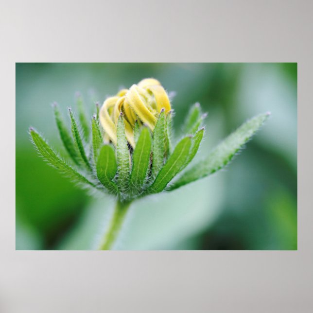 Opening Flower Of Cone Flower Poster (Front)