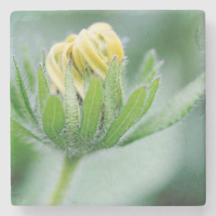 Opening Flower Of Cone Flower Stone Coaster