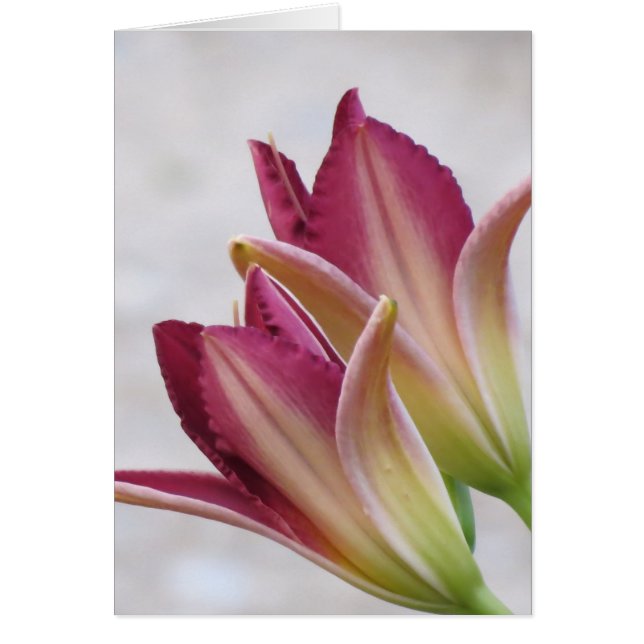 Opening Petals - Daylilies (Front)