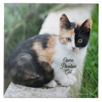 Opera Phantom Cat