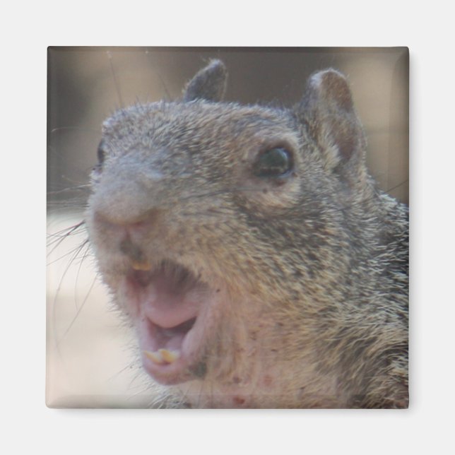 Opinionated Squirrel Magnet (Front)