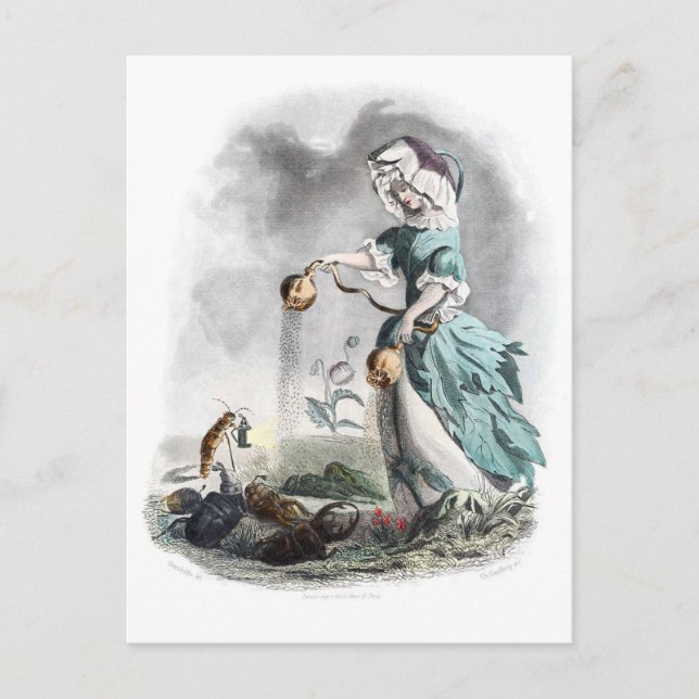 Opium Poppy Postcard (Front)