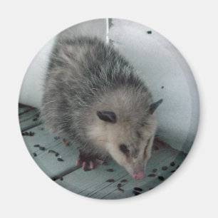 opossum magnet