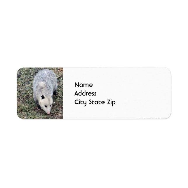 Opossum Photo (Front)