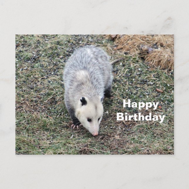 Opossum Photo Birthday Postcard (Front)