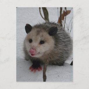 Opossum Postcard